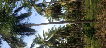 Agricultural/Farm Land for Sale in Pollachi, Coimbatore (10 Acre)