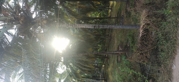 Agricultural/Farm Land for Sale in Pollachi, Coimbatore (2 Acre)