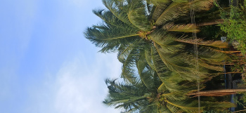 Agricultural/Farm Land for Sale in Pollachi, Coimbatore (9 Acre)