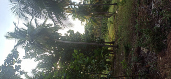 Agricultural/Farm Land for Sale in Pollachi, Coimbatore (4 Acre)