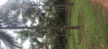 Agricultural/Farm Land for Sale in Pollachi, Coimbatore (7 Acre)