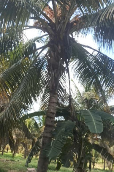 Property for sale in Athipalayam, Coimbatore