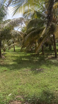 Agricultural/Farm Land for Sale in Pollachi, Coimbatore (75 Cent)