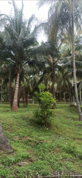 Agricultural/Farm Land for Sale in Pollachi, Coimbatore (7 Acre)