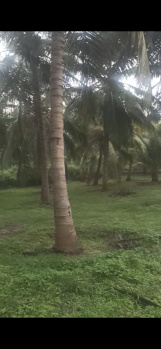 Agricultural/Farm Land for Sale in Pollachi, Coimbatore (250 Cent)