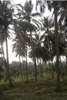 Agricultural/Farm Land for Sale in Pollachi, Coimbatore (650 Cent)