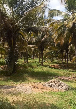 Agricultural/Farm Land for Sale in Pollachi, Coimbatore (4 Acre)