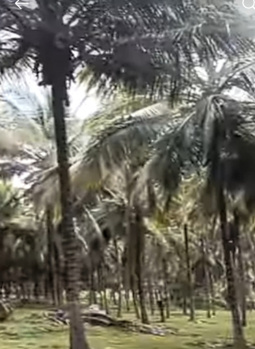 Agricultural/Farm Land for Sale in Pollachi, Coimbatore (5 Acre)