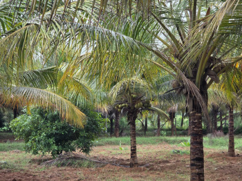 Agricultural/Farm Land for Sale in Pollachi, Coimbatore (5 Acre)