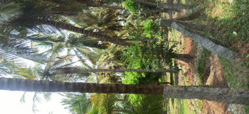 Agricultural/Farm Land for Sale in Pollachi, Coimbatore (5.5 Ares)