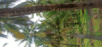 Agricultural/Farm Land for Sale in Pollachi, Coimbatore (3 Acre)