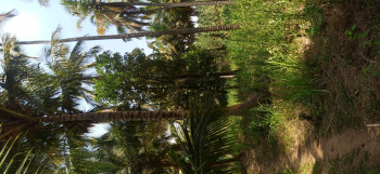 Agricultural/Farm Land for Sale in Pollachi, Coimbatore (18 Acre)