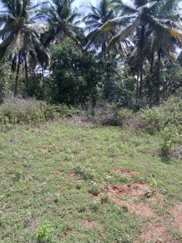 Agricultural/Farm Land for Sale in Pollachi, Coimbatore (3 Acre)