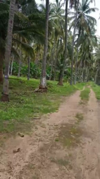 Agricultural/Farm Land for Sale in Pollachi, Coimbatore (50 Acre)