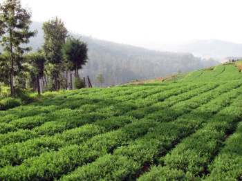 58000 Acre Agricultural/Farm Land for Sale in Valparai, Coimbatore
