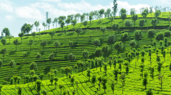 Property for sale in Valparai, Coimbatore
