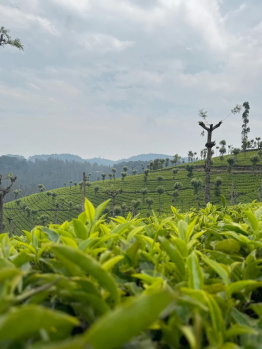 Property for sale in Valparai, Coimbatore