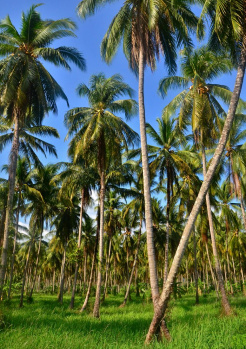 Agricultural/Farm Land for Sale in Pollachi, Coimbatore (70 Acre)
