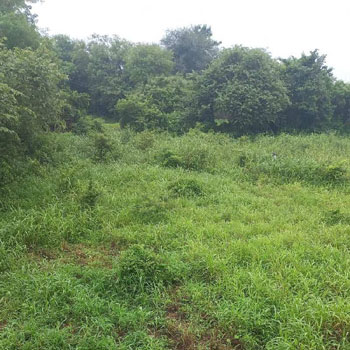 Agricultural /Farm Land Avaialble For Sale In Umbergaon, Valsad, Gujarat