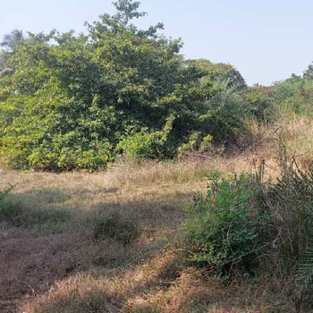 Agricultural /Farm Land Avaialble For Sale In Umbergaon, Valsad, Gujarat