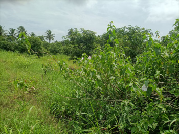 Agricultural /Farm Land Avaialble For Sale In Chikli, Navsari, Gujarat