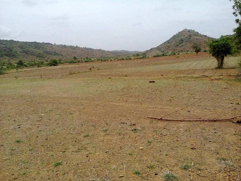 AGRICULTURE LAND (Juni Sarat) for Sale