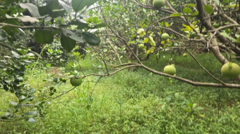 Agricultural/Farm Land for Sale in Bordi, Palghar (2 Acre)