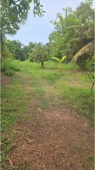 Agricultural/Farm Land for Sale in Bordi, Palghar (5 Acre)