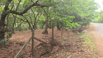 Agricultural/Farm Land for Sale in Gholvad, Palghar (3 Acre)