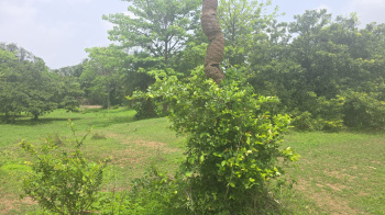 Agricultural/Farm Land for Sale in Bordi, Palghar (2 Acre)