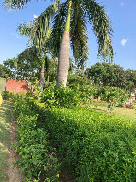 1 Acre Agricultural/Farm Land for Sale in Ferozepur Jhirka, Nuh