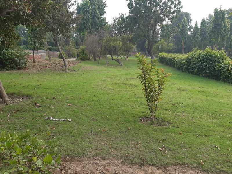 1.5 Acre Agricultural/Farm Land for Sale in Ghasera, Nuh