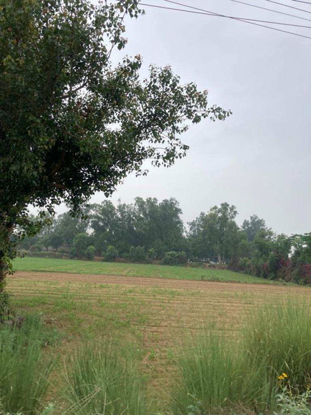 8 Acre Agricultural/Farm Land for Sale in Sohna, Gurgaon