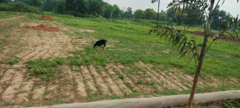 558 Dismil Agricultural/Farm Land For Sale In Saraipali, Mahasamund