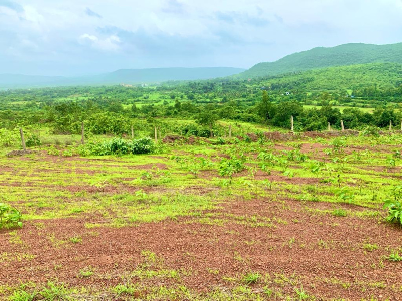 200000 Sq.ft. Agricultural/Farm Land For Sale In Shrivardhan, Raigad