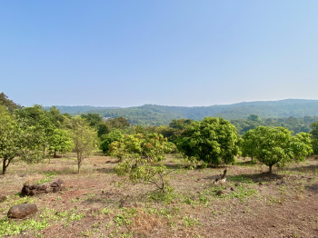 40000 Sq.ft. Residential Plot for Sale in Roha, Raigad