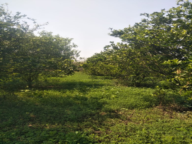 12.5 Acre Agricultural/Farm Land For Sale In Katol, Nagpur