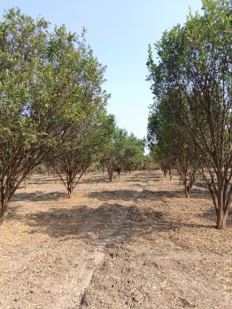 Property for sale in Katol, Nagpur