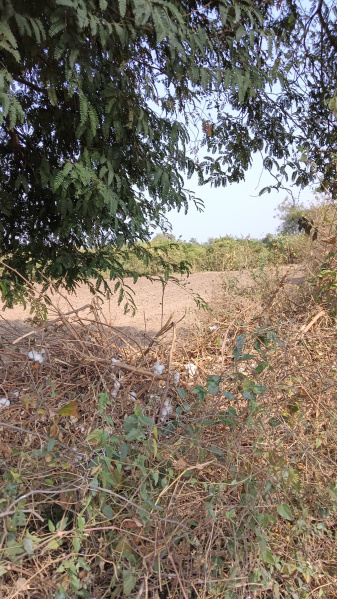 1.5 Acre Agricultural/Farm Land for Sale in Katol, Nagpur