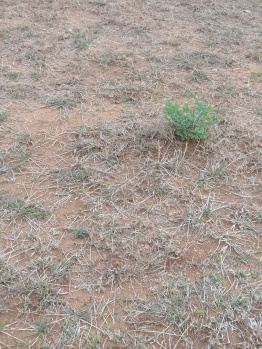 5 Acre Agricultural/Farm Land for Sale in Kalameshwar, Nagpur
