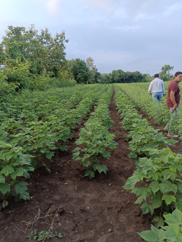 1 Acre Agricultural/Farm Land for Sale in Dorli, Nagpur