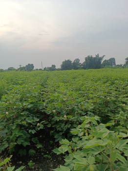 Property for sale in Gorepeth, Nagpur