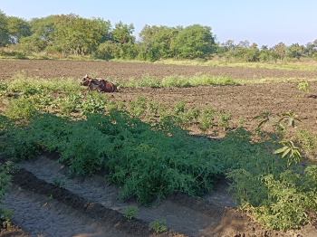 1 Acre Agricultural/Farm Land for Sale in Kalameshwar, Nagpur