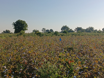 3.75 Acre Agricultural/Farm Land for Sale in Vaishali Nagar, Nagpur
