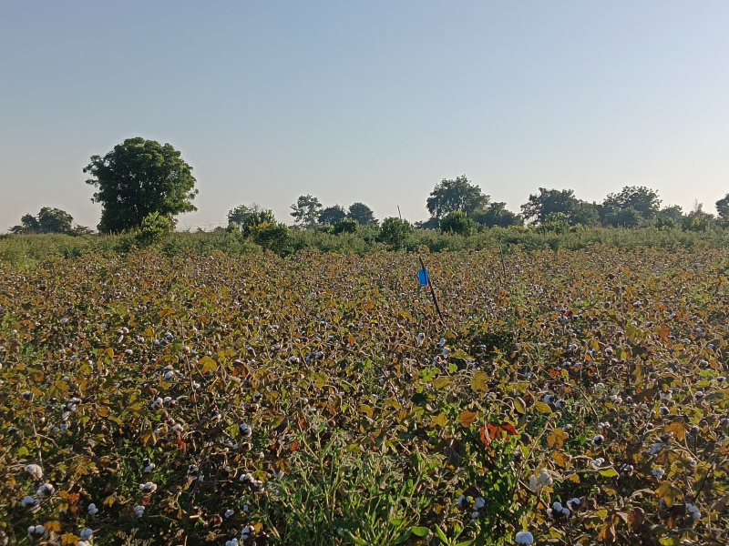 3.75 Acre Agricultural/Farm Land for Sale in Vaishali Nagar, Nagpur