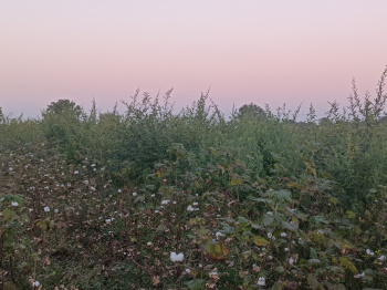 Property for sale in Mohapa, Nagpur