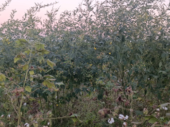 Property for sale in Mohapa, Nagpur