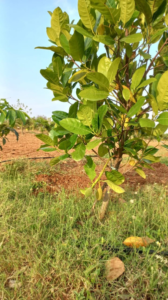10000 Sq.ft. Agricultural/Farm Land for Sale in Vayaloor, Tiruchirappalli