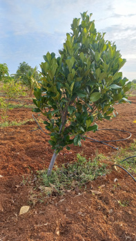 Property for sale in Vayaloor, Tiruchirappalli