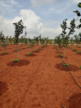 Agricultural/Farm Land For Sale In Cheyyur, Chengalpattu (9600 Sq.ft.)